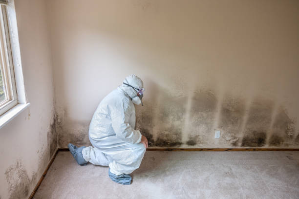 Mold Removal for HVAC Installations in Mountainhome, PA